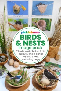 Birds and nests image pack