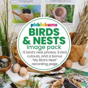 Birds and nests image pack