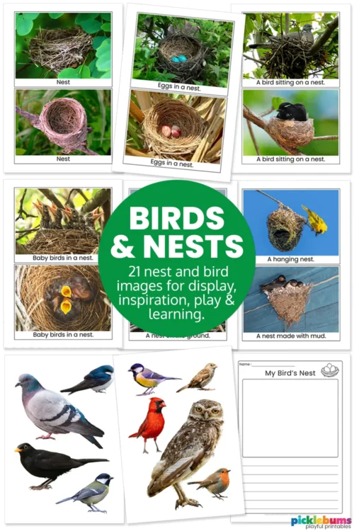 birds and nests pack content Birds and Nests Image Pack - contents