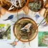 Build a nest STEM activity