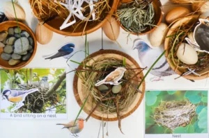 Build a nest STEM activity
