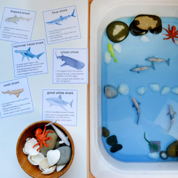 shark-fact-cards shark facts sensory play