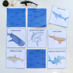 shark matching cards
