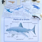 parts of a shark poster