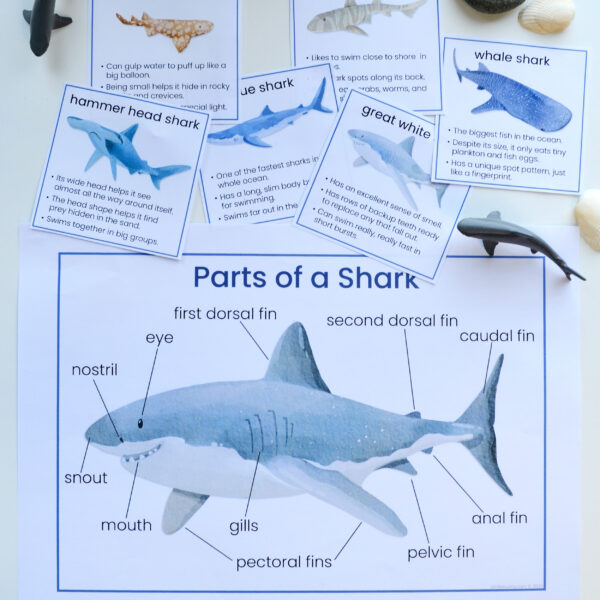 shark-parts-poster parts of a shark poster