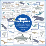 shark facts pack - everything that's included