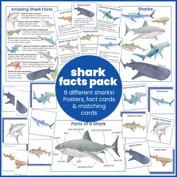 sharks-everything shark facts pack - everything that's included